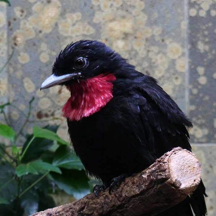 Schild-Schmuckvogel im Wuppertaler Zoo im August 2014