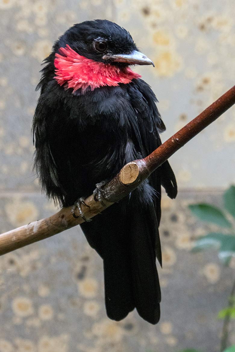 Schild-Schmuckvogel am 1. November 2021 in einem Schaugehege im Vogel-Haus im Grünen Zoo Wuppertal
