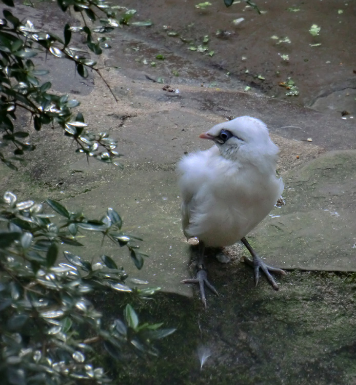 Balistar Jungvogel im Zoologischen Garten Wuppertal im September 2013