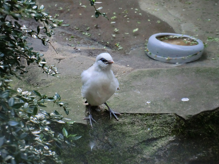 Balistar Jungvogel im Wuppertaler Zoo im September 2013