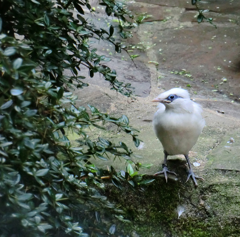 Balistar Jungvogel im Zoologischen Garten Wuppertal im September 2013