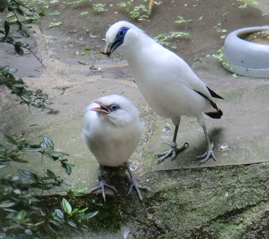 Balistar Jungvogel im Wuppertaler Zoo im September 2013