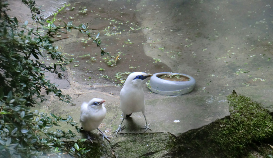 Balistar Jungvogel mit Mutter im Zoo Wuppertal im September 2013