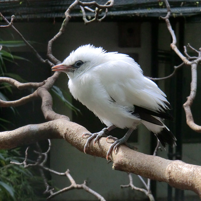 Balistar Jungvogel im Wuppertaler Zoo im April 2014