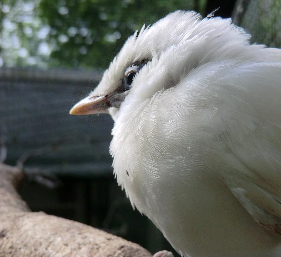 Balistar Jungvogel im Zoologischen Garten Wuppertal im April 2014
