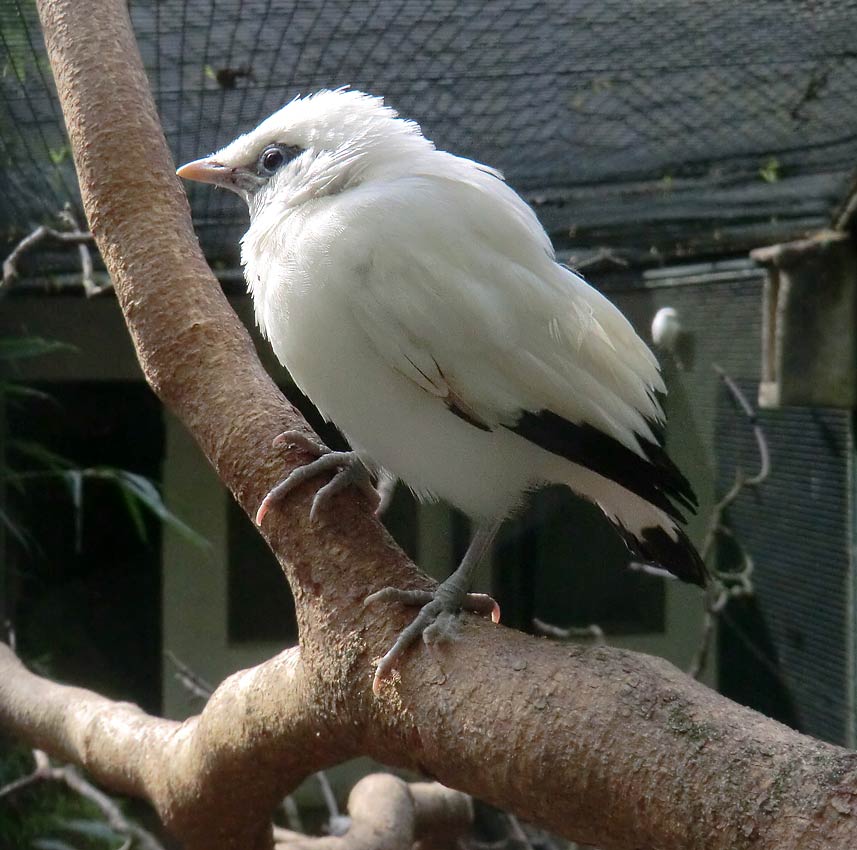 Balistar Jungvogel im Zoo Wuppertal im April 2014