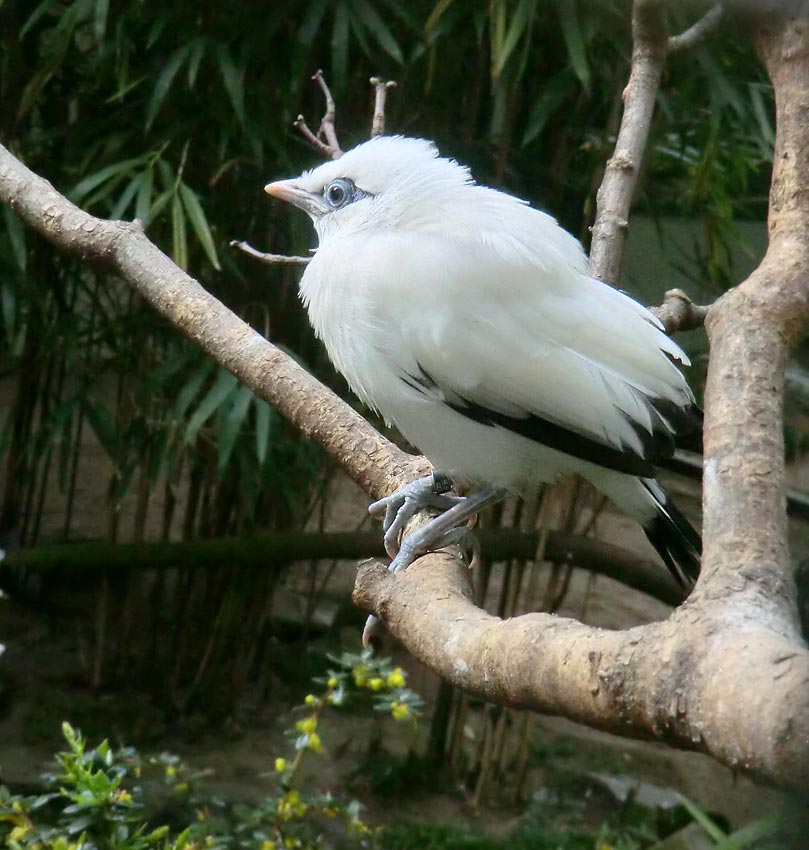 Balistar Jungvogel im Zoo Wuppertal im April 2014