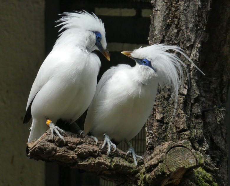 Balistar-Paar am 15. Juni 2017 in der Außenvoliere am Vogelhaus im Grünen Zoo Wuppertal