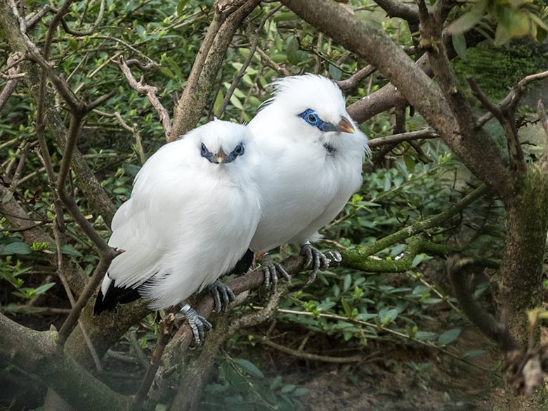 Balistar-Paar am 9. Februar 2020 in einer Außenvoliere am Vogel-Haus im Zoologischen Garten Wuppertal