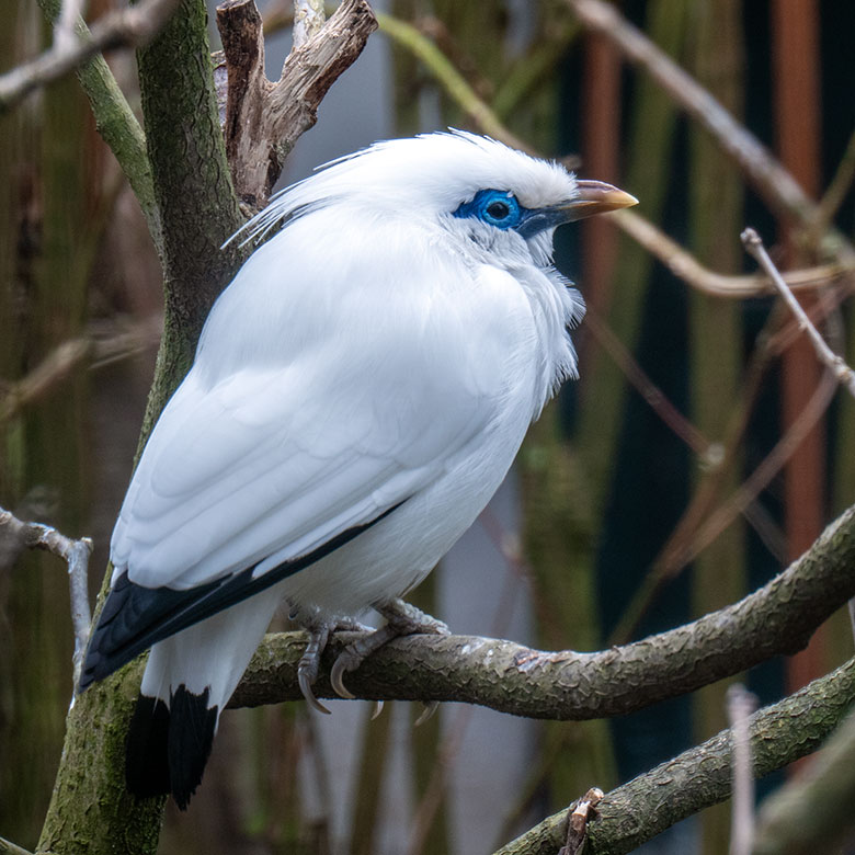 Balistar am 11. März 2025 in einer Außenvoliere am Vogel-Haus im Wuppertaler Zoo