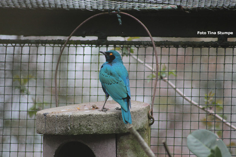 Grünschwanz-Glanzstar am 18. April 2021 in einer Voliere am Vogel-Haus im Zoo Wuppertal (Foto Tina Stumpe)
