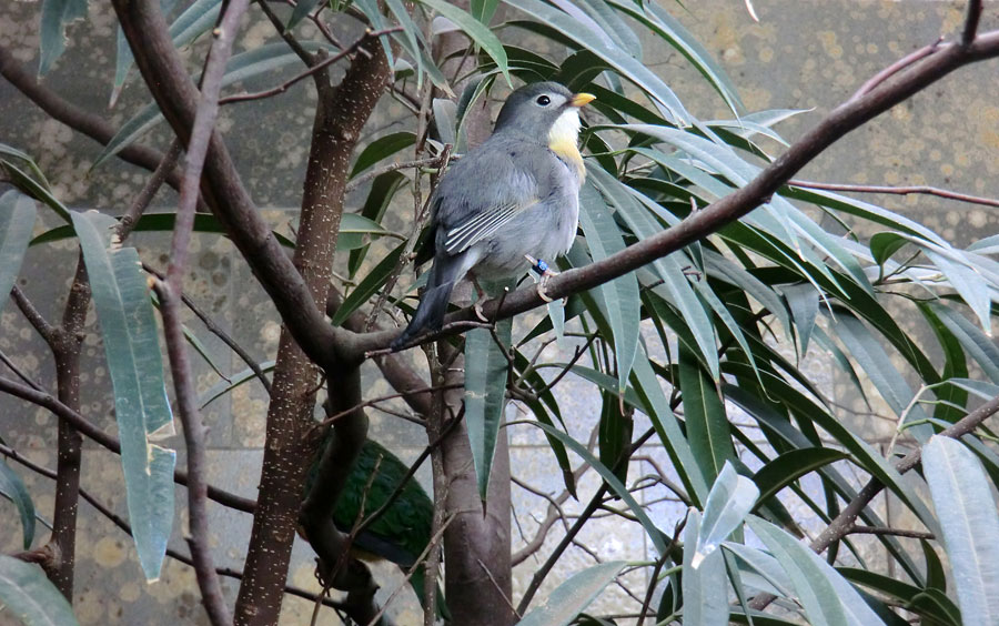 China-Nachtigall im Wuppertaler Zoo im März 2013