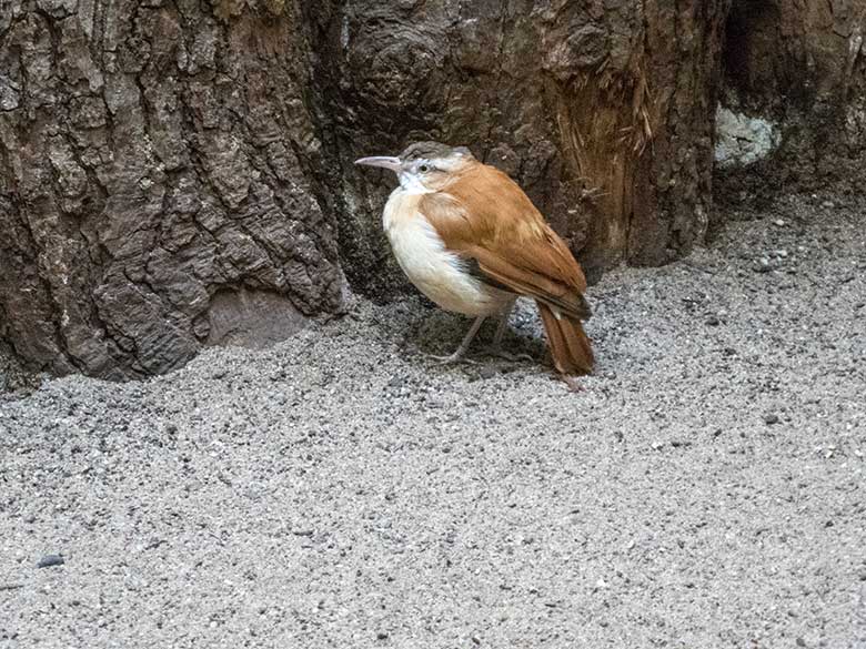 Blassfuß-Töpfervogel-Weibchen am 13. November 2019 in einer Voliere im Vogel-Haus im Grünen Zoo Wuppertal