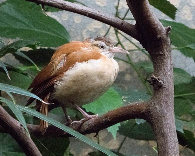 Blassfuß-Töpfervogel-Weibchen am 17. November 2019 in einer Voliere im Vogel-Haus im Grünen Zoo Wuppertal