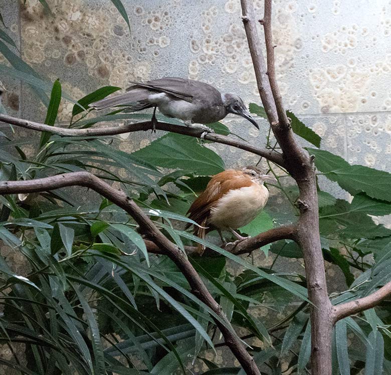 Glattstirn-Lederkopf (oben) und Blassfuß-Töpfervogel-Weibchen (unten) am 17. November 2019 in einer Voliere im Vogel-Haus im Wuppertaler Zoo