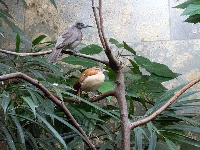 Glattstirn-Lederkopf (oben) und Blassfuß-Töpfervogel-Weibchen (unten) am 17. November 2019 in einer Voliere im Vogel-Haus im Zoologischen Garten Wuppertal