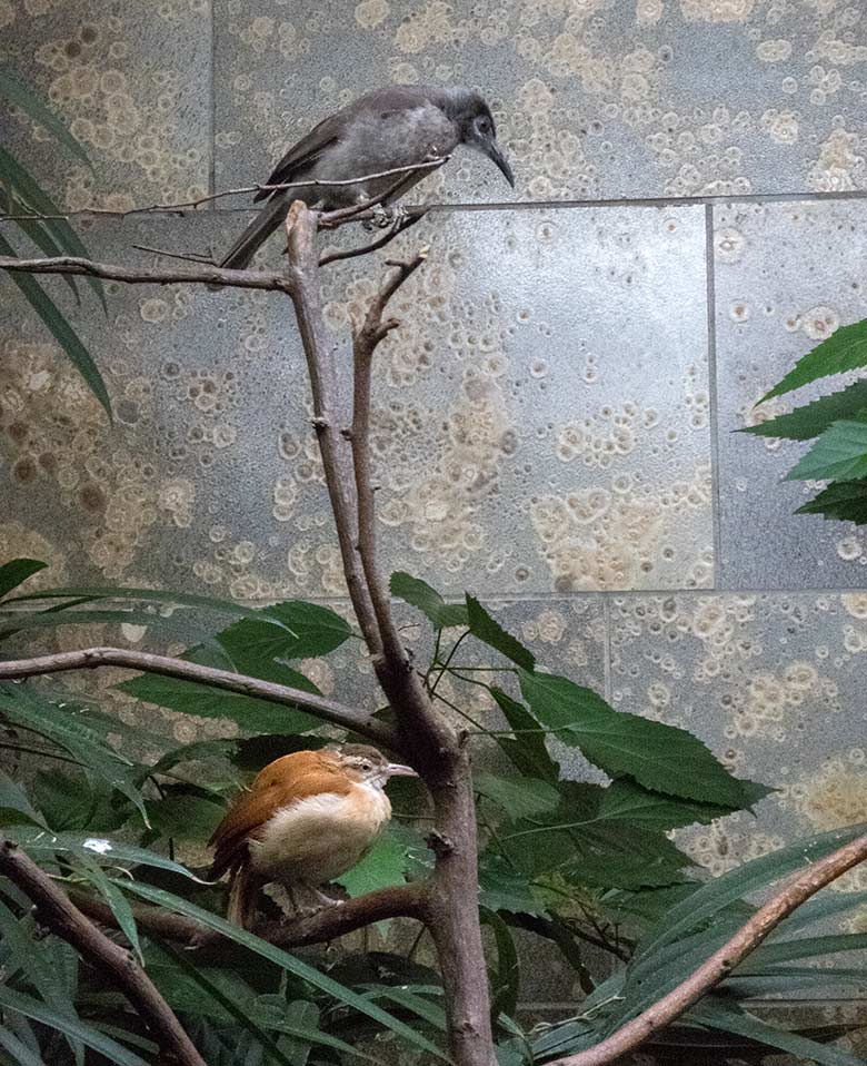 Glattstirn-Lederkopf (oben) und Blassfuß-Töpfervogel-Weibchen (unten) am 17. November 2019 in einer Voliere im Vogel-Haus im Zoo Wuppertal