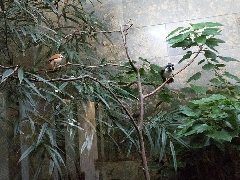 Glattstirn-Lederkopf (oben) und Blassfuß-Töpfervogel-Weibchen (unten) am 17. November 2019 in einer Voliere im Vogel-Haus im Zoo Wuppertal