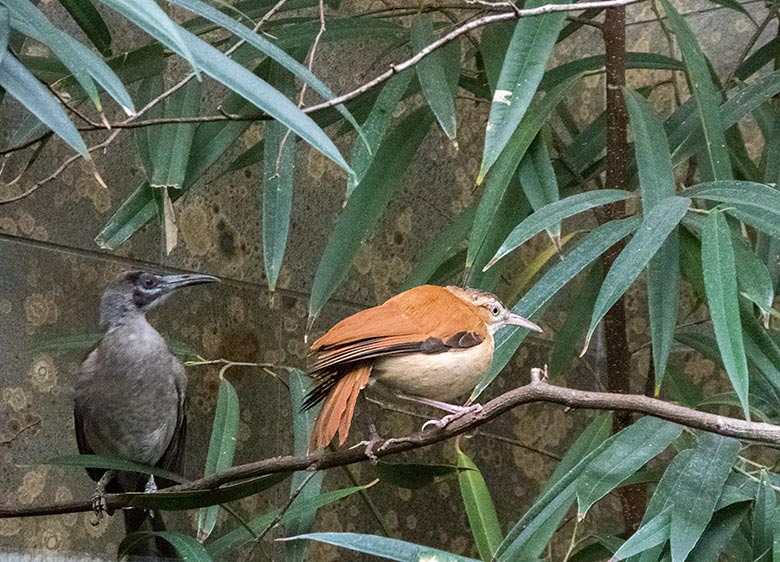 Glattstirn-Lederkopf und Blassfuß-Töpfervogel-Weibchen am 17. November 2019 in einer Voliere im Vogel-Haus im Grünen Zoo Wuppertal