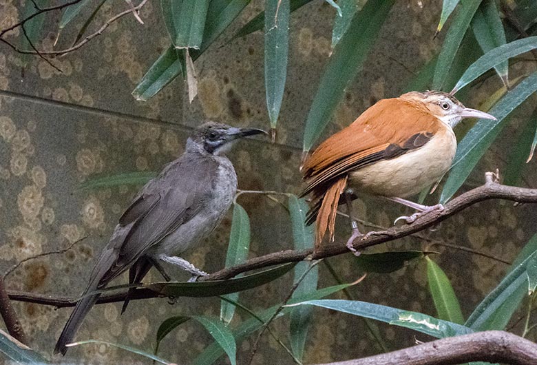 Glattstirn-Lederkopf und Blassfuß-Töpfervogel-Weibchen am 17. November 2019 in einer Voliere im Vogel-Haus im Wuppertaler Zoo