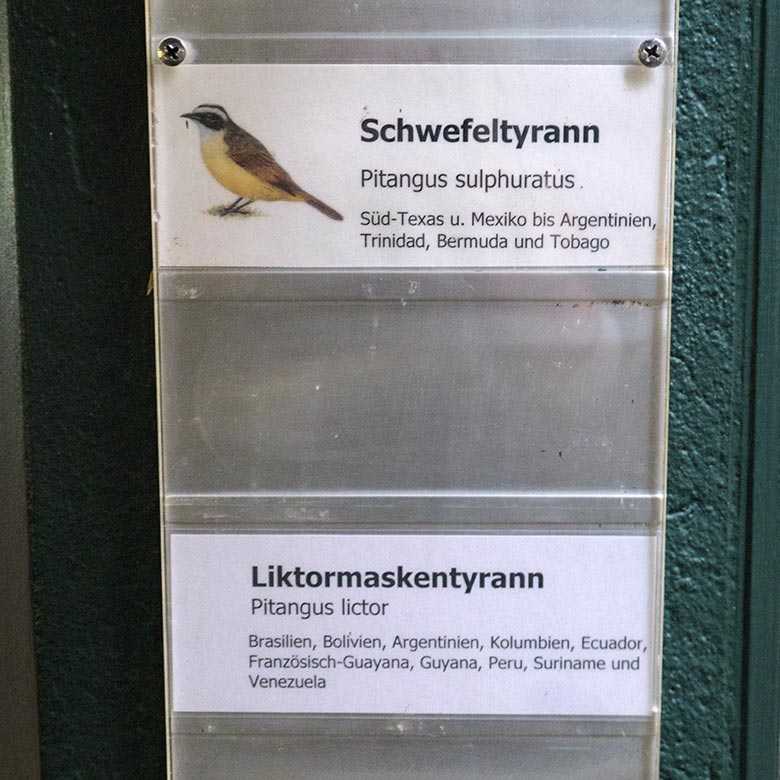 Liktormaskentyrann am 7. März 2022 im Vogel-Haus im Wuppertaler Zoo
