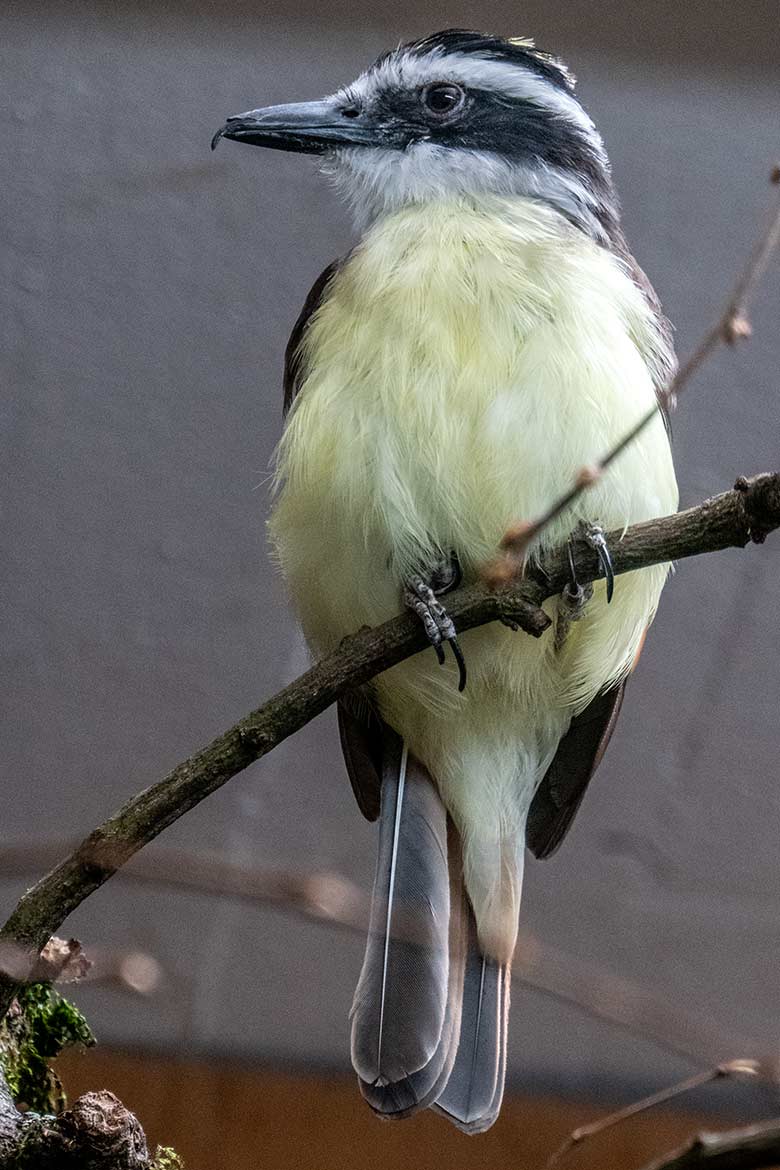Schwefeltyrann am 10. März 2022 im Vogel-Haus im Zoologischen Garten der Stadt Wuppertal