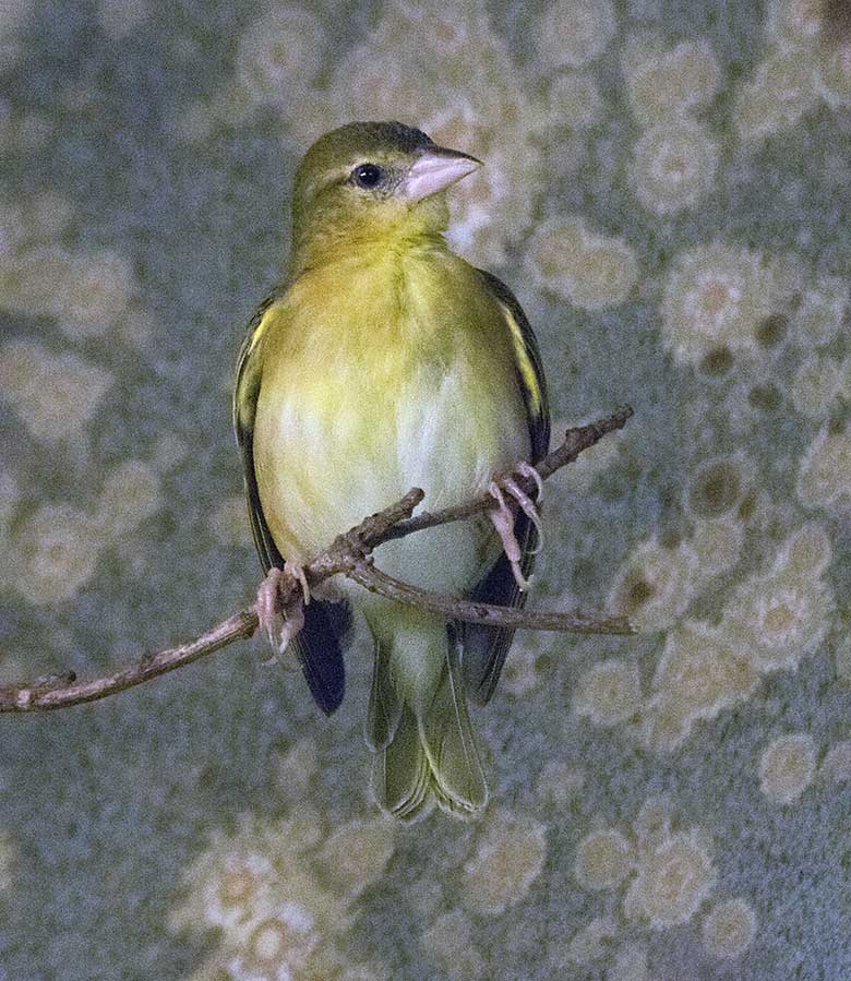 Jacksonweber-Weibchen am 22. Januar 2020 im Vogel-Haus im Grünen Zoo Wuppertal