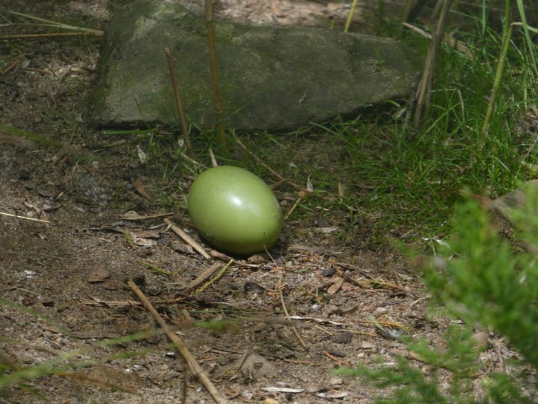 Schopftinamu-Ei am 10. Juni 2017 in der Außenvoliere am Vogelhaus im Grünen Zoo Wuppertal