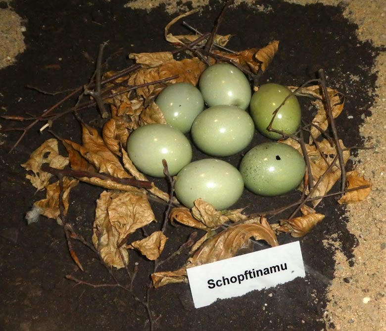 Ausstellungs-Gelege mit sieben Schopftinamu-Eiern am 10. Juni 2017 in der Vitrine im Vogelhaus im Zoologischen Garten der Stadt Wuppertal