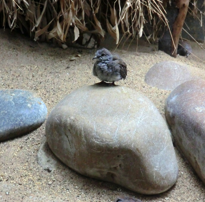 Diamanttäubchen Jungvogel im Zoo Wuppertal im Juli 2012