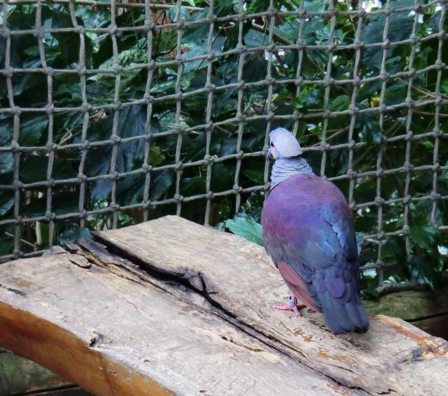 Jamaika Erdtaube im Zoologischen Garten Wuppertal im März 2014