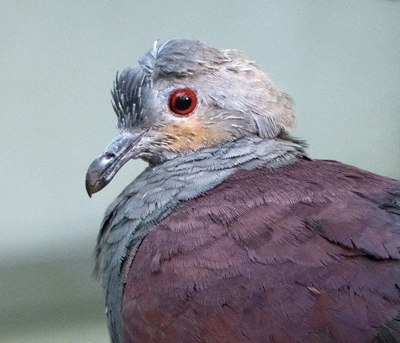 Jamaika Erdtaube am 8. Oktober 2019 in der Freiflughalle am Vogel-Haus im Zoologischen Garten Wuppertal