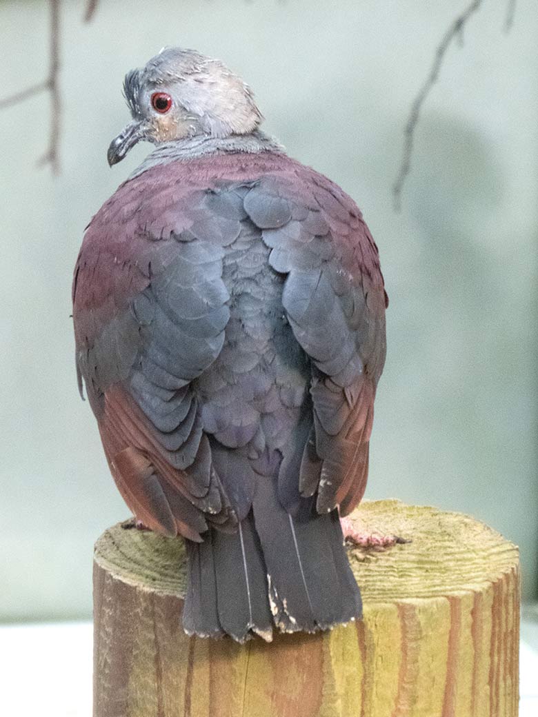 Jamaika Erdtaube am 8. Oktober 2019 in der Freiflughalle am Vogel-Haus im Zoo Wuppertal