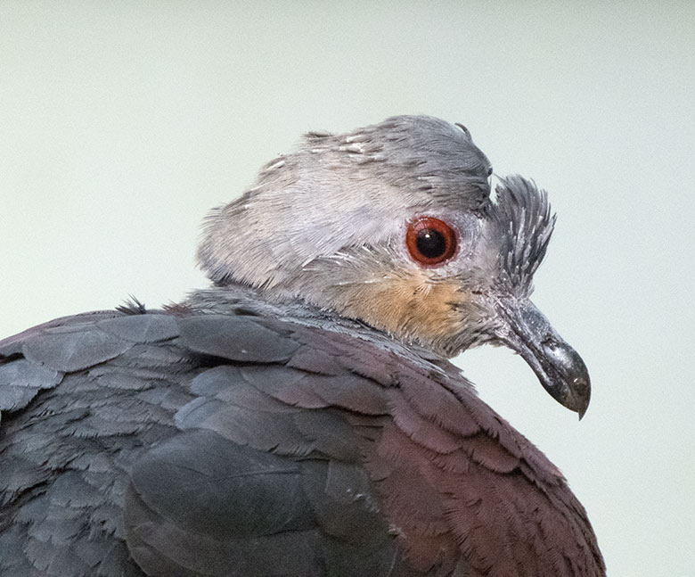 Jamaika Erdtaube am 8. Oktober 2019 in der Freiflughalle am Vogel-Haus im Wuppertaler Zoo