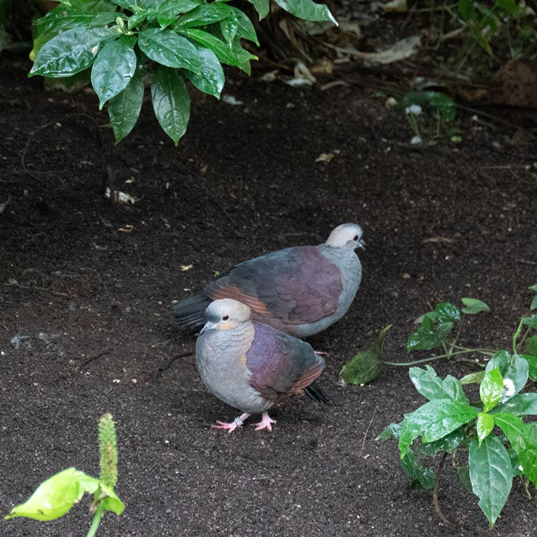 Das Paar der Jamaika-Erdtaube am 22. Juli 2024 in der Freiflughalle am Vogel-Haus im Grünen Zoo Wuppertal