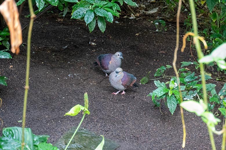 Jamaika-Erdtauben-Paar am 22. Juli 2024 in der Freiflughalle am Vogel-Haus im Zoologischen Garten Wuppertal