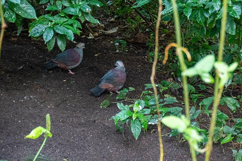 Das Paar der Jamaika-Erdtaube am 22. Juli 2024 in der Freiflughalle am Vogel-Haus im Zoo Wuppertal