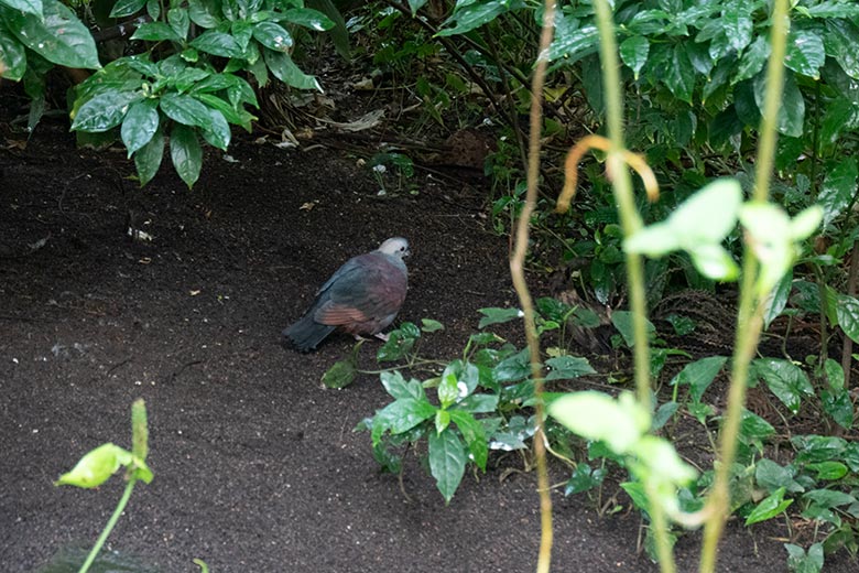 Jamaika-Erdtaube am 22. Juli 2024 in der Freiflughalle am Vogel-Haus im Wuppertaler Zoo