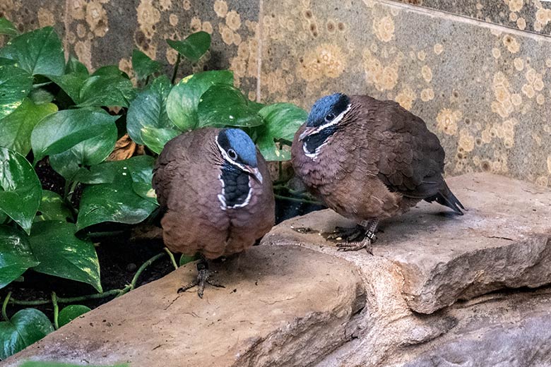 Kuba-Tauben-Paar am 14. Februar 2023 in einer Innenvoliere im Vogel-Haus im Grünen Zoo Wuppertal