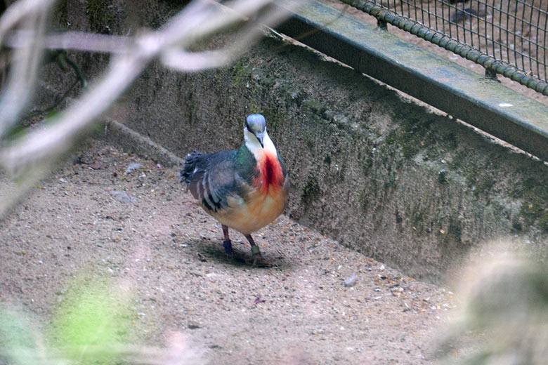 Männliche Luzon-Dolchstichtaube am 21. April 2022 in einer Außenvoliere am Vogel-Haus im Grünen Zoo Wuppertal