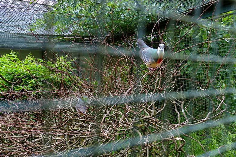Die beiden Luzon-Dolchstichtauben am 7. Juni 2022 in der Außenvoliere am Vogel-Haus im Grünen Zoo Wuppertal