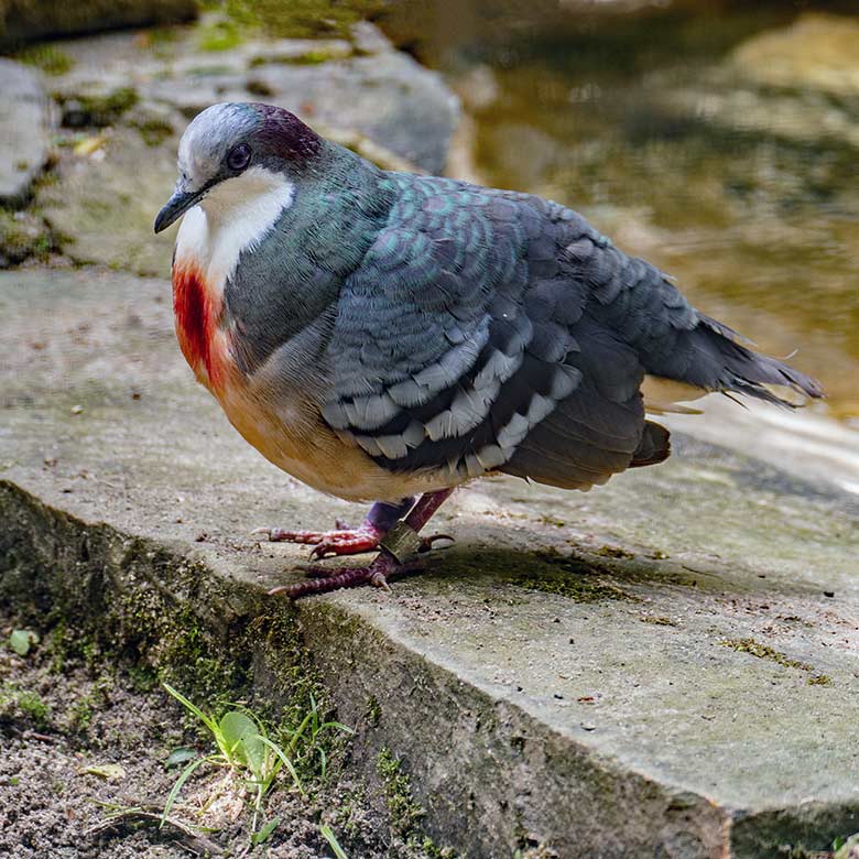 Männliche Luzon-Dolchstichtaube am 27. Juli 2022 in einer Außenvoliere am Vogel-Haus im Grünen Zoo Wuppertal