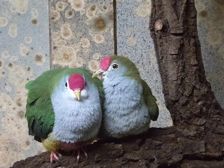 Rotkappen-Fruchttauben-Paar am 8. Oktober 2019 in der Innenvoliere im Vogel-Haus im Wuppertaler Zoo
