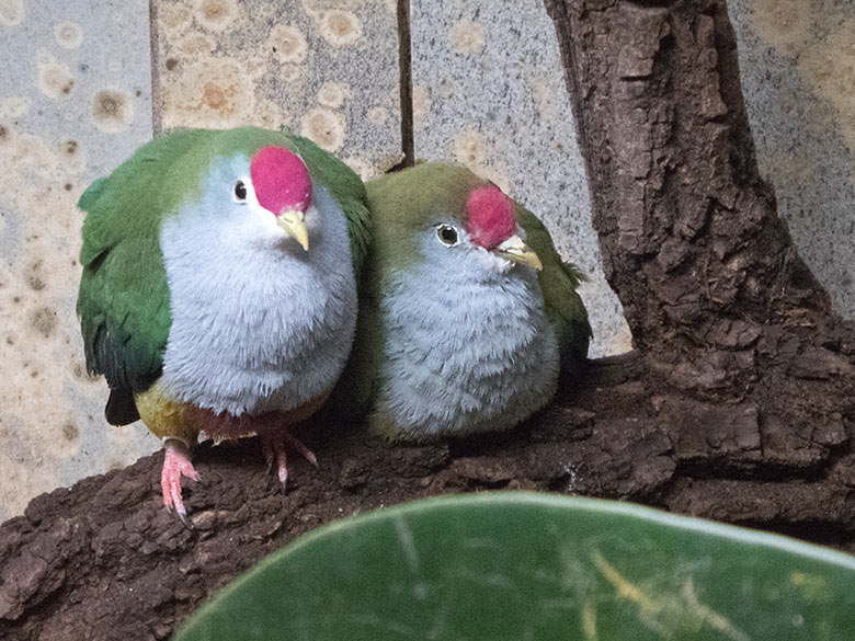 Rotkappen-Fruchttauben-Paar am 8. Oktober 2019 in der Innenvoliere im Vogel-Haus im Zoologischen Garten Wuppertal