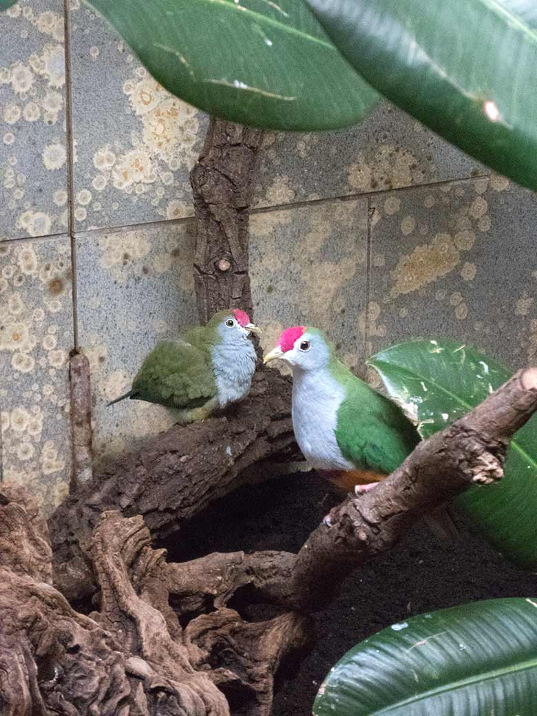 Rotkappen-Fruchttauben-Paar am 8. Oktober 2019 in der Innenvoliere im Vogel-Haus im Grünen Zoo Wuppertal