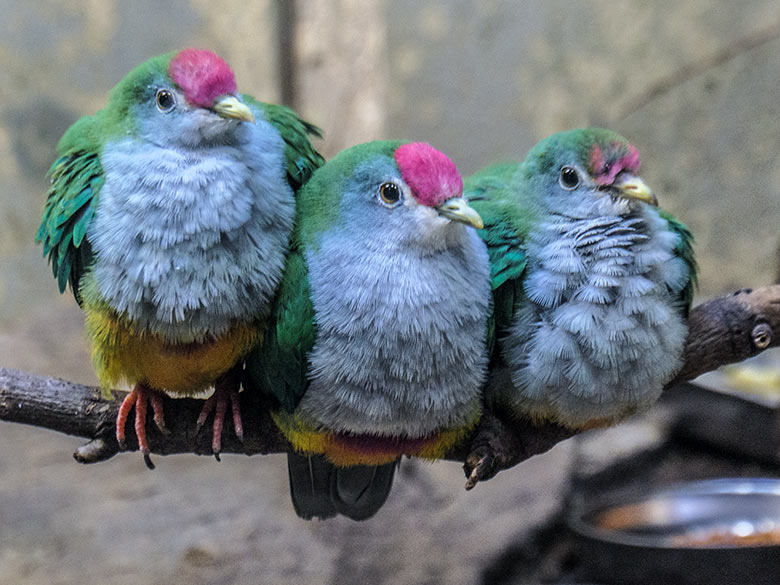 Rotkappen-Fruchttauben-Zuchtpaar mit Jungtier am 17. September 2022 im Vogel-Haus im Wuppertaler Zoo