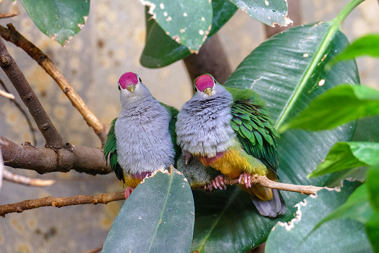 Rotkappen-Fruchttauben-Zucht-Paar mit Küken am 9. Dezember 2022 im Vogel-Haus im Grünen Zoo Wuppertal