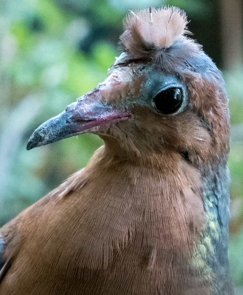 Socorrotaube am 3. August 2018 in der Außenvoliere am Vogelhaus im Wuppertaler Zoo
