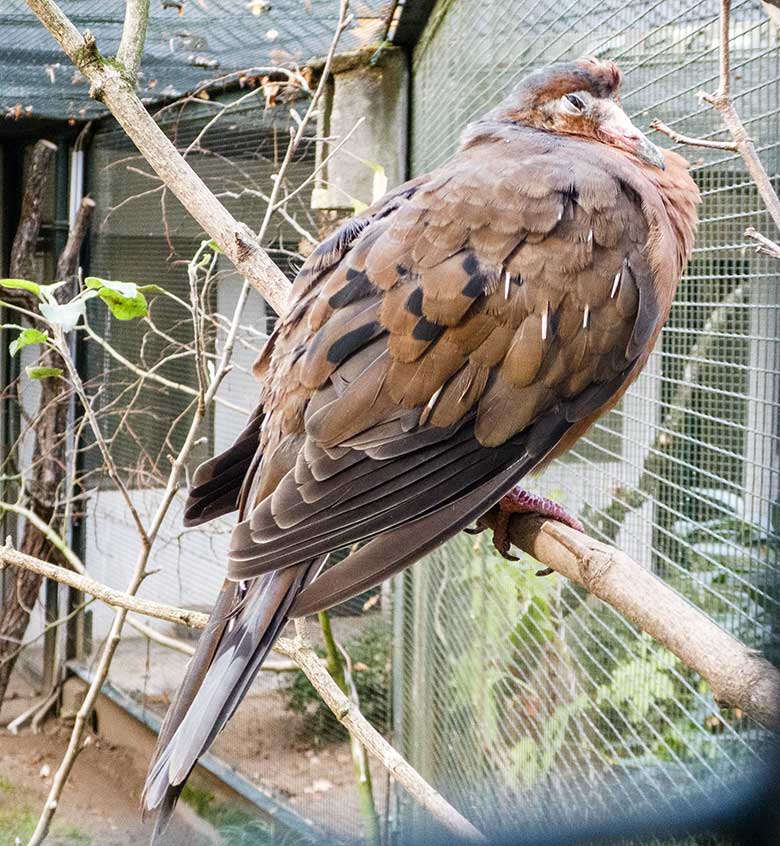 Socorrotaube am 1. Dezember 2018 in einer Außenvoliere am Vogel-Haus im Zoo Wuppertal