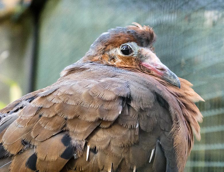 Socorrotaube am 1. Dezember 2018 in einer Außenvoliere am Vogel-Haus im Wuppertaler Zoo
